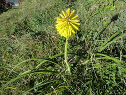 Image of Kniphofia coddiana Cufod.