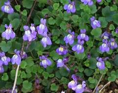 Image of Ivy-leaved Toadflax