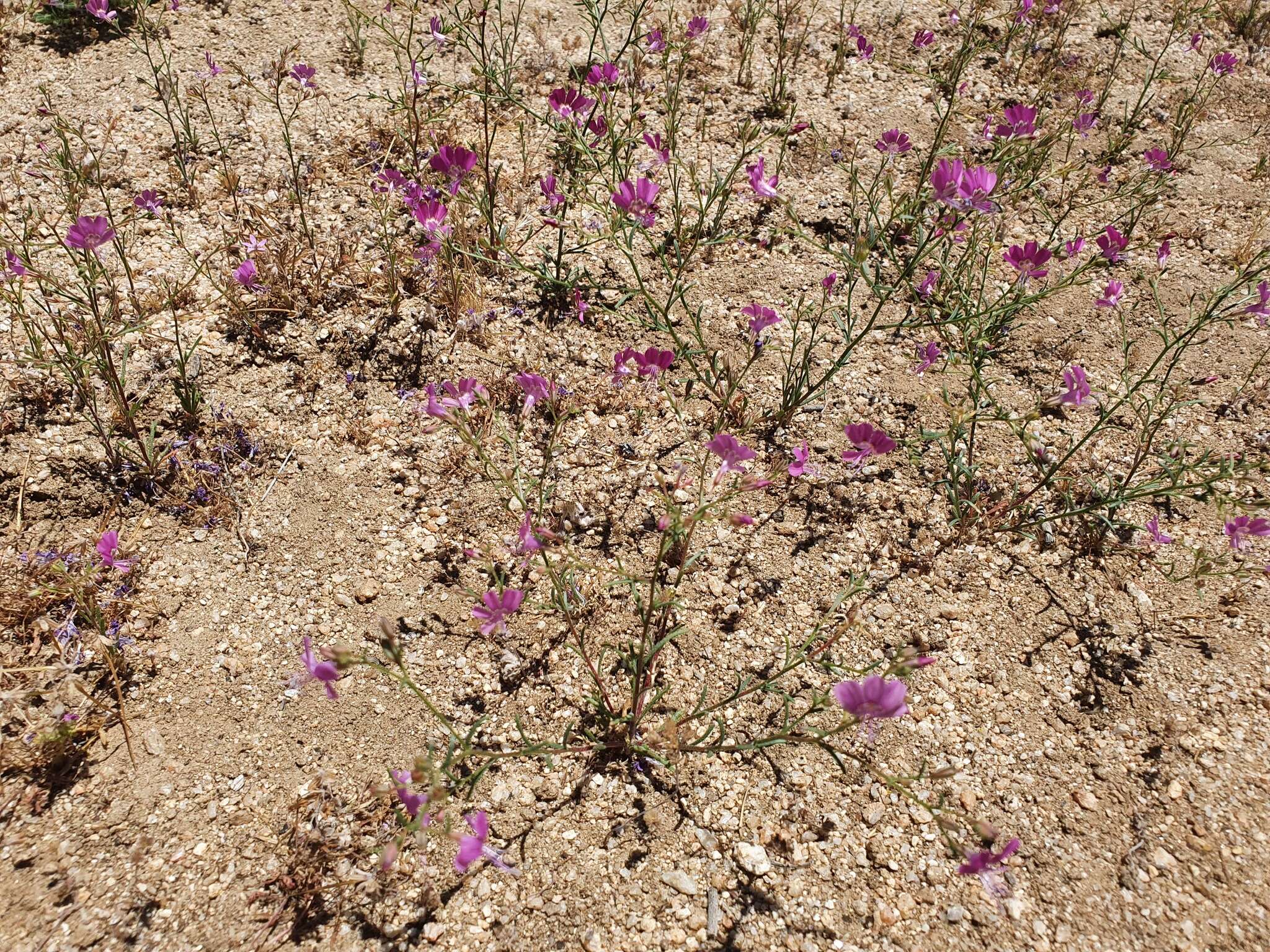 Image of Baja California ipomopsis