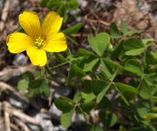 Image of creeping woodsorrel