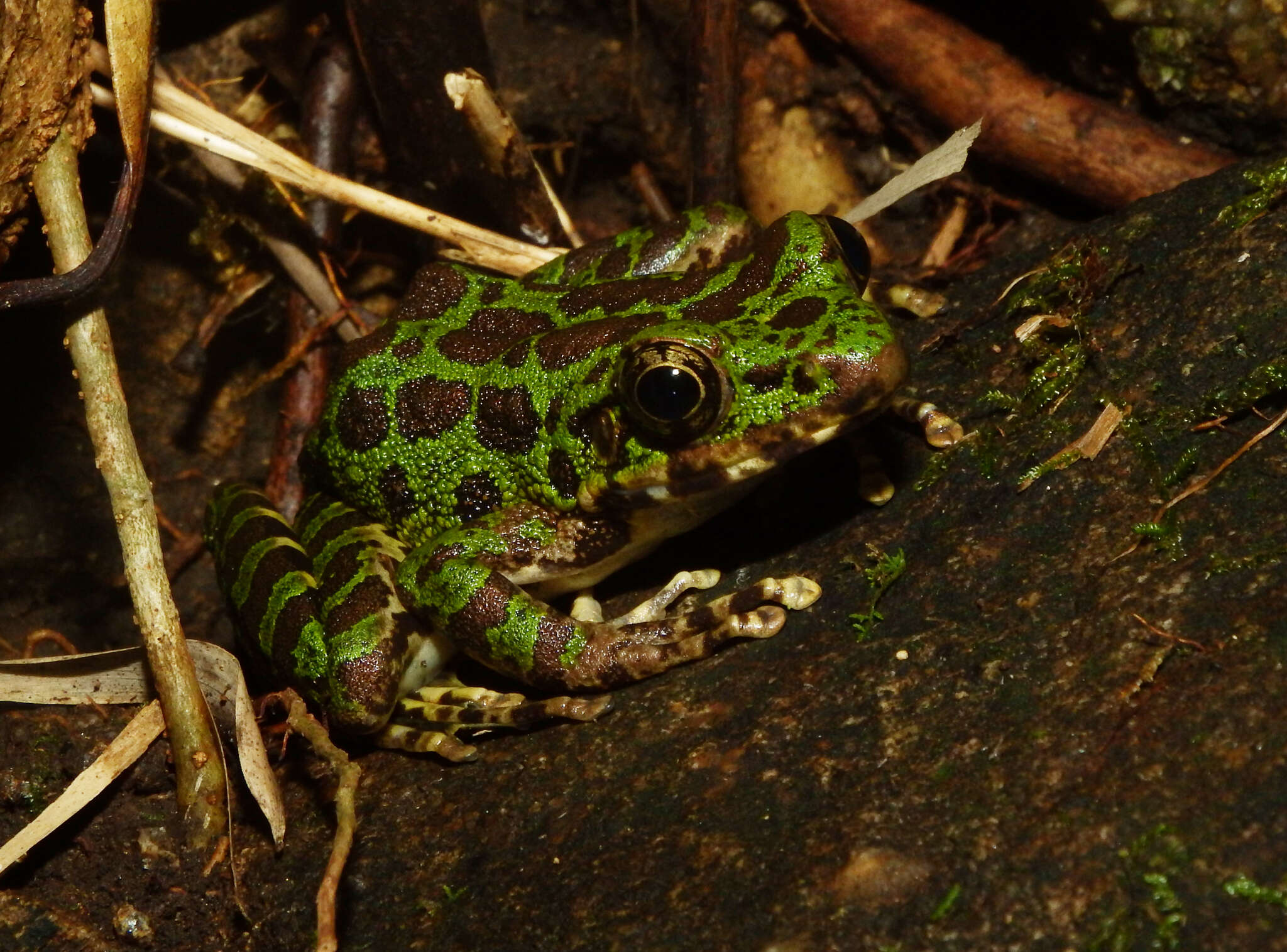 Image of Odorrana huanggangensis Chen, Zhou & Zheng 2010