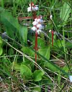 Image of common wintergreen