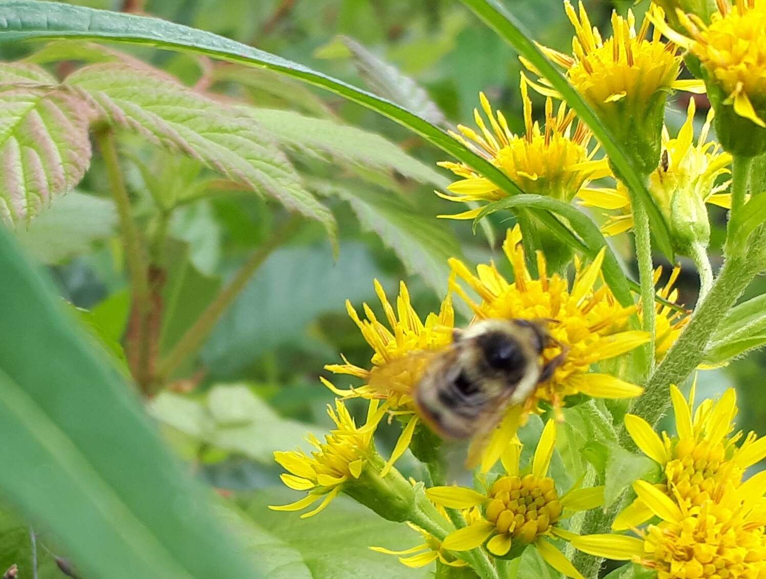 Image of Frigid Bumble Bee