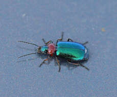 Image of Lebia (Lamprias) cyanocephala (Linnaeus 1758)