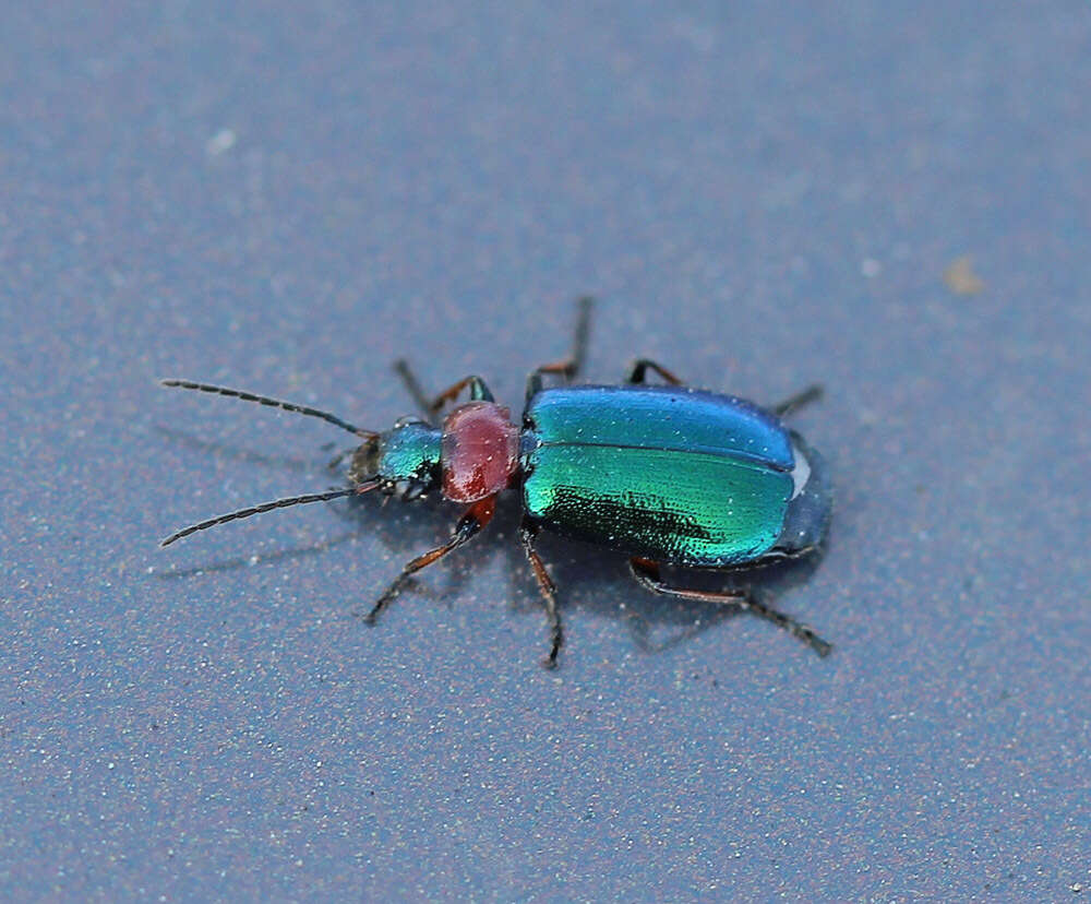 Image of Lebia (Lamprias) cyanocephala (Linnaeus 1758)