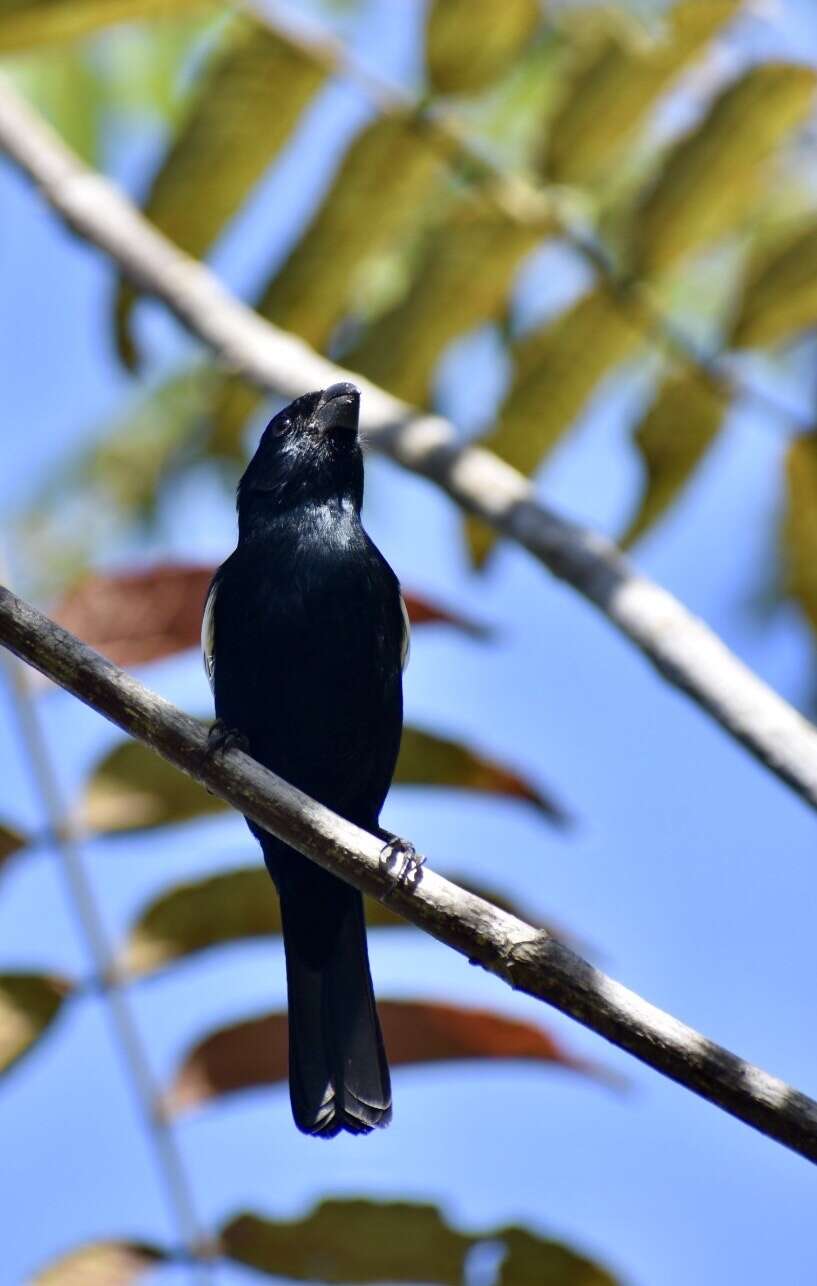 Image of Cuban Bullfinch