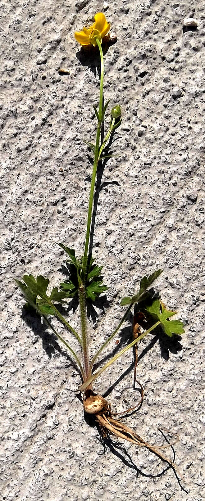 Ranunculus bulbosus L.的圖片