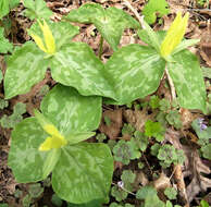 Trillium luteum (Muhl.) Harb. resmi