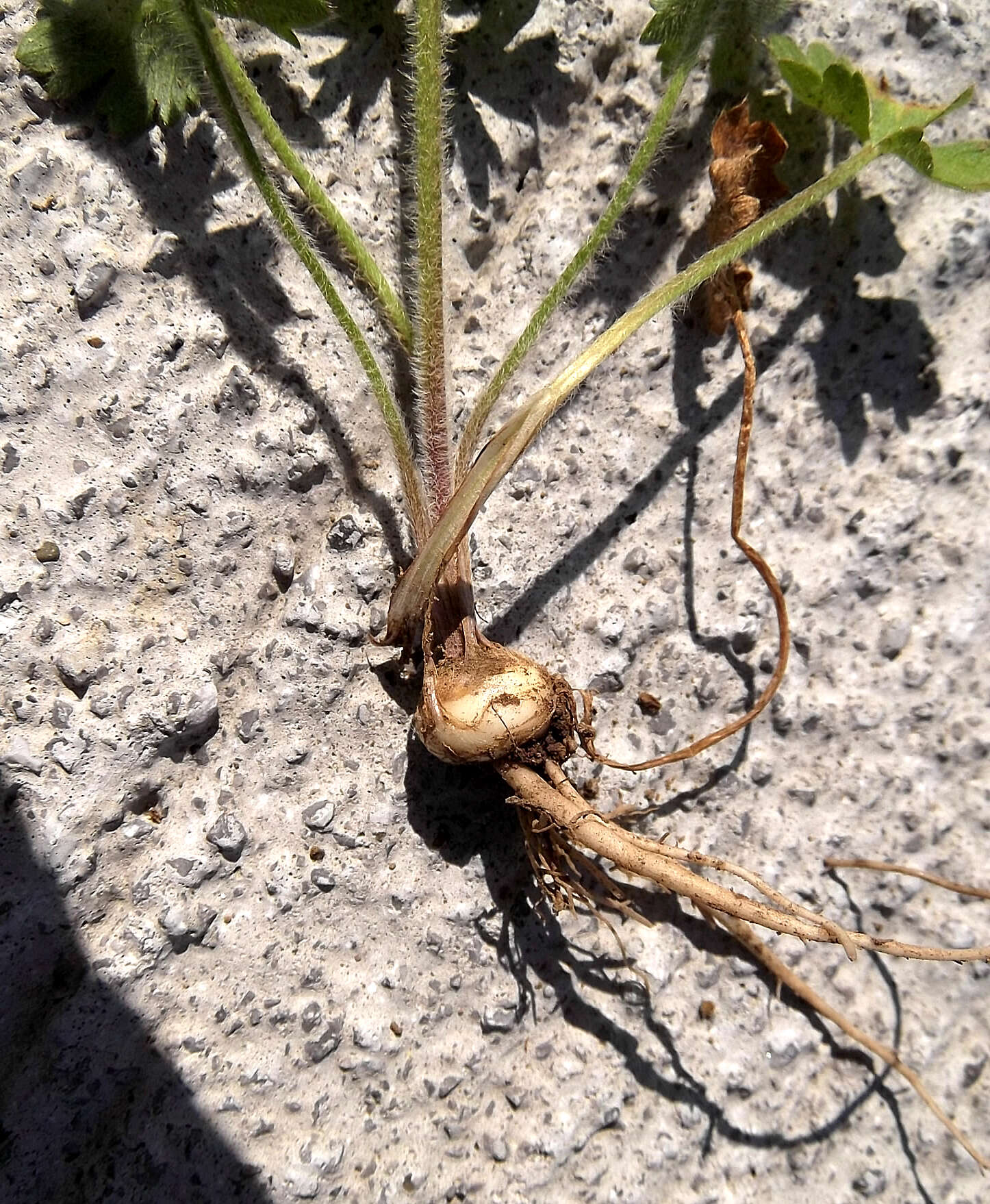 Ranunculus bulbosus L.的圖片