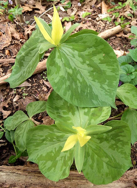 Trillium luteum (Muhl.) Harb. resmi