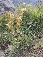 Image de Pedicularis parryi A. Gray