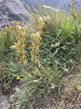 Image de Pedicularis parryi A. Gray