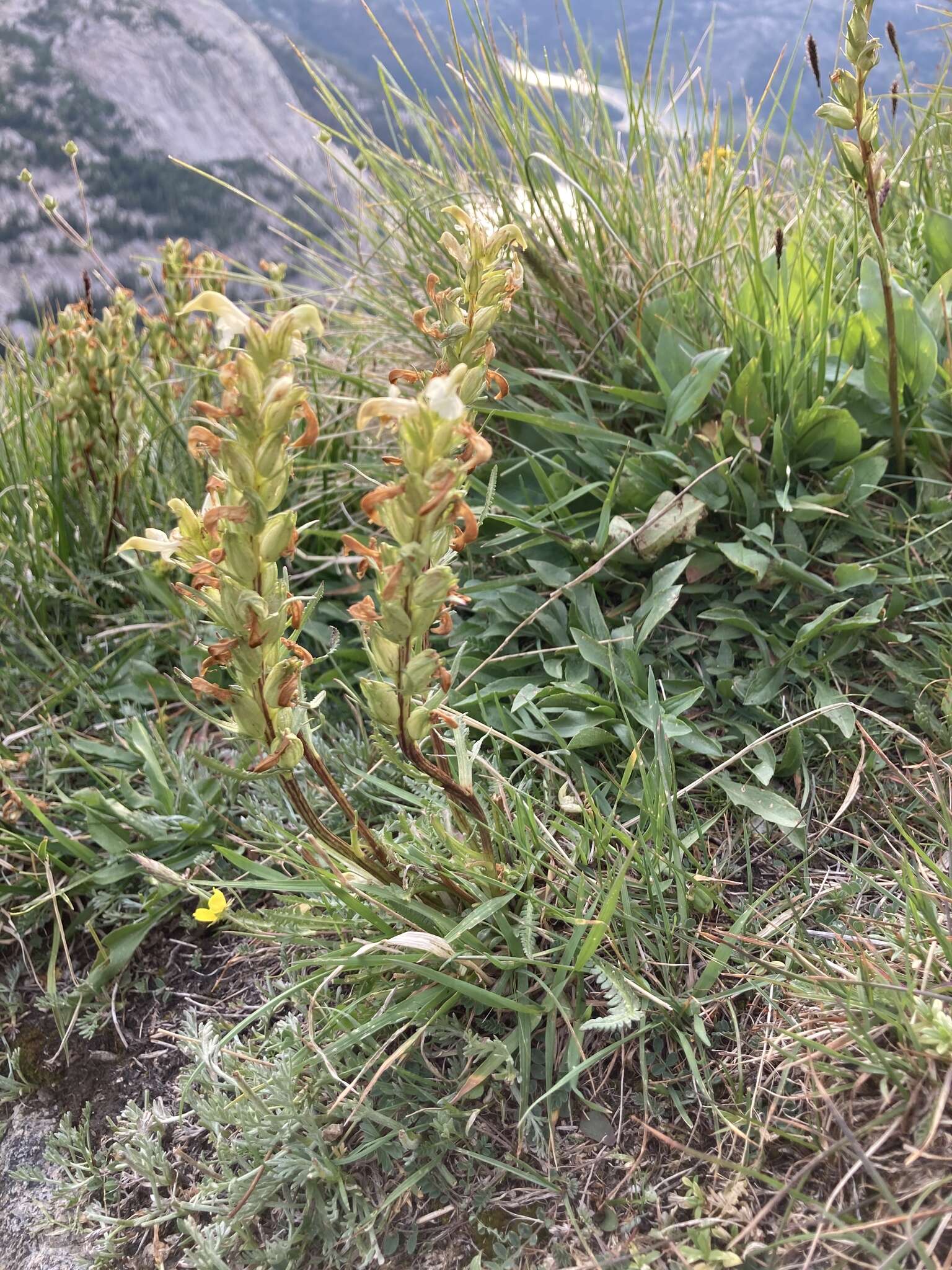 Image de Pedicularis parryi A. Gray