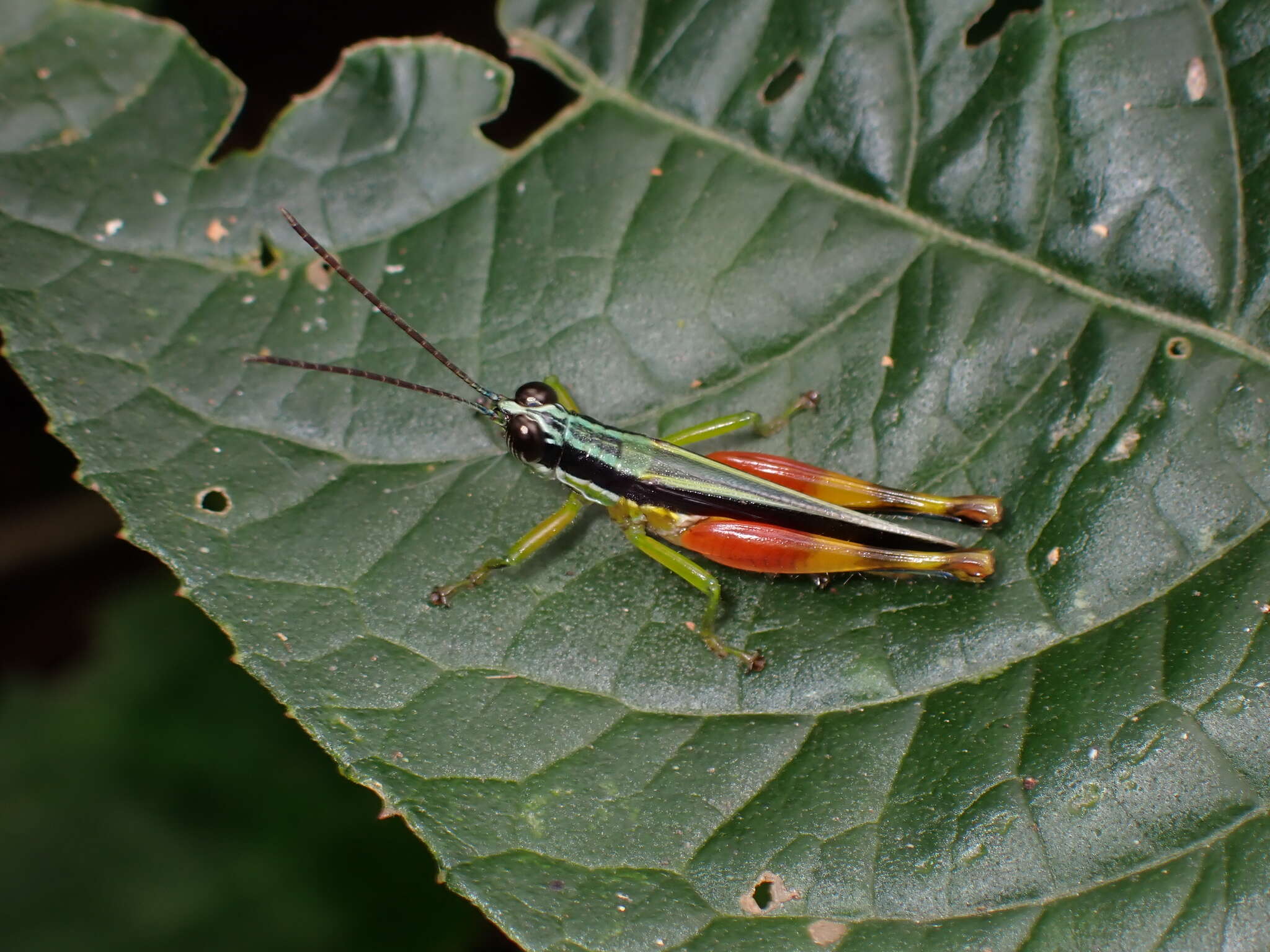 Image of Stenopola boliviana (Rehn & J. A. G. 1913)