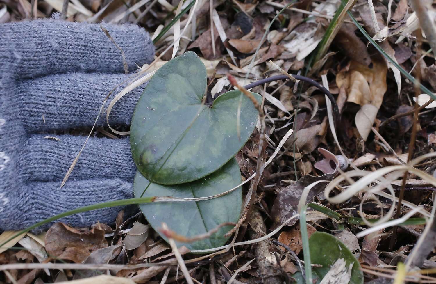 Image of Asarum fauriei var. takaoi (F. Maek.) T. Sugaw.