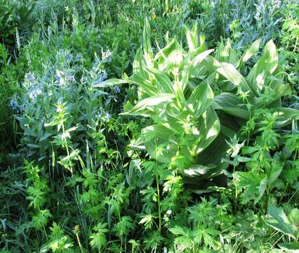 Image of California false hellebore