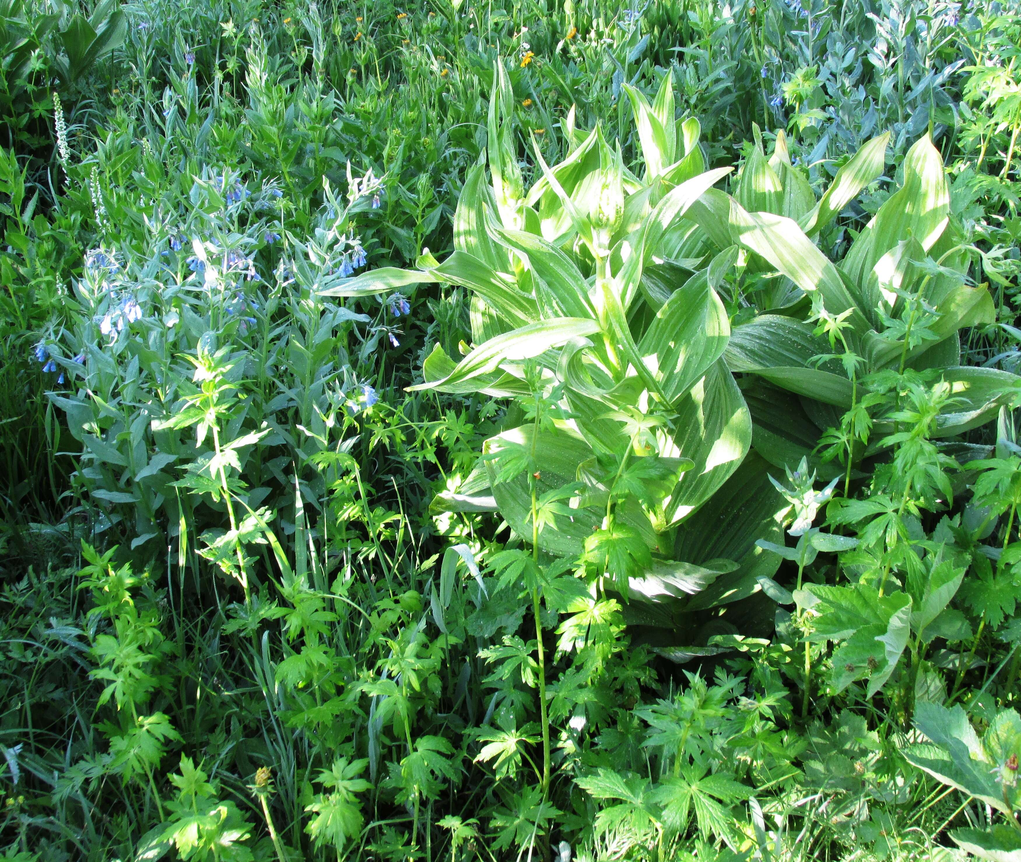 صورة Veratrum californicum Durand