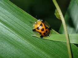 Image of Aspidimorpha (Aspidimorpha) westwoodii Boheman 1854