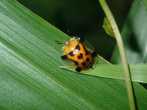 Image of Aspidimorpha (Aspidimorpha) westwoodii Boheman 1854