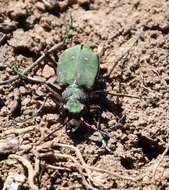 Image of Cicindela (Cicindela) campestris pontica Fischer von Waldheim 1828