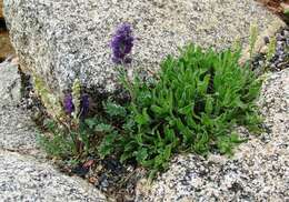 Image of silky phacelia