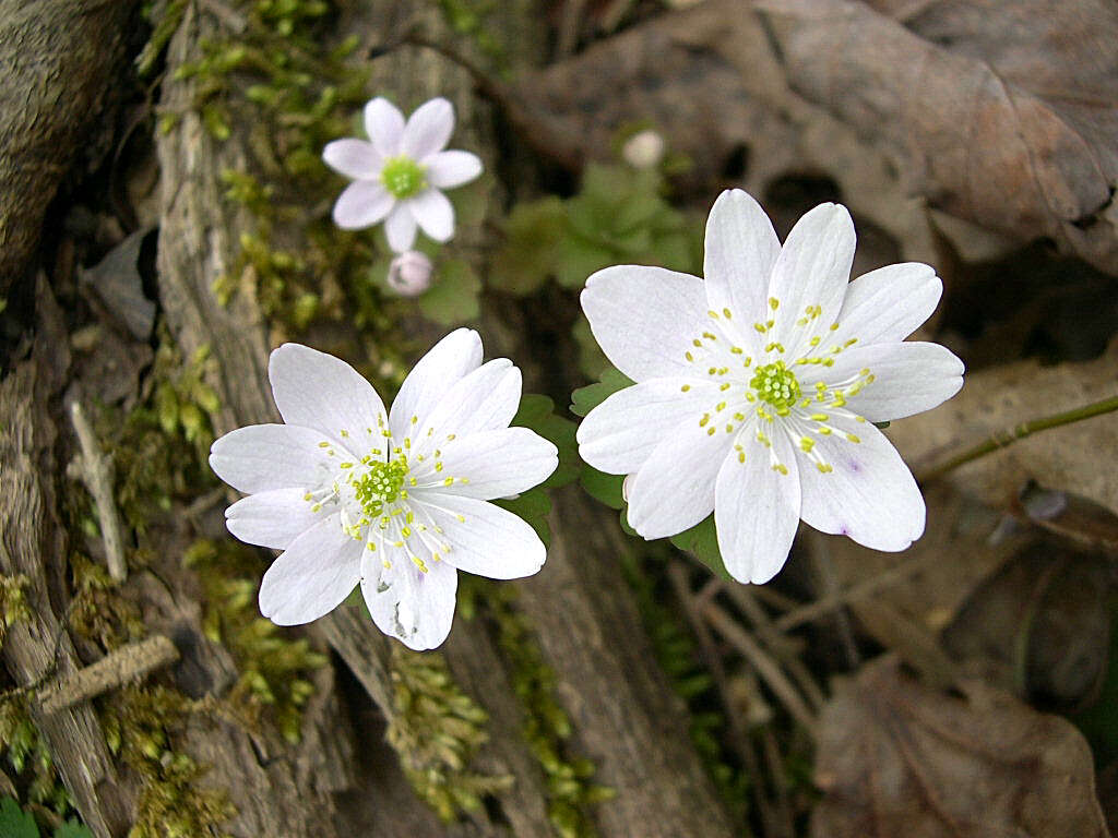 Image of Rue-Anemone