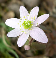 Image of Rue-Anemone