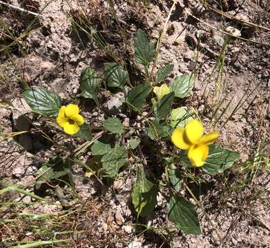 Image of goosefoot violet