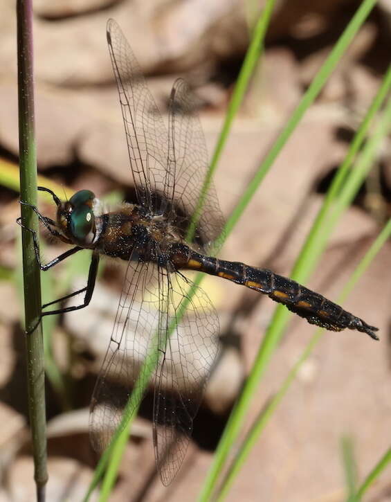 Image of Slender Baskettail