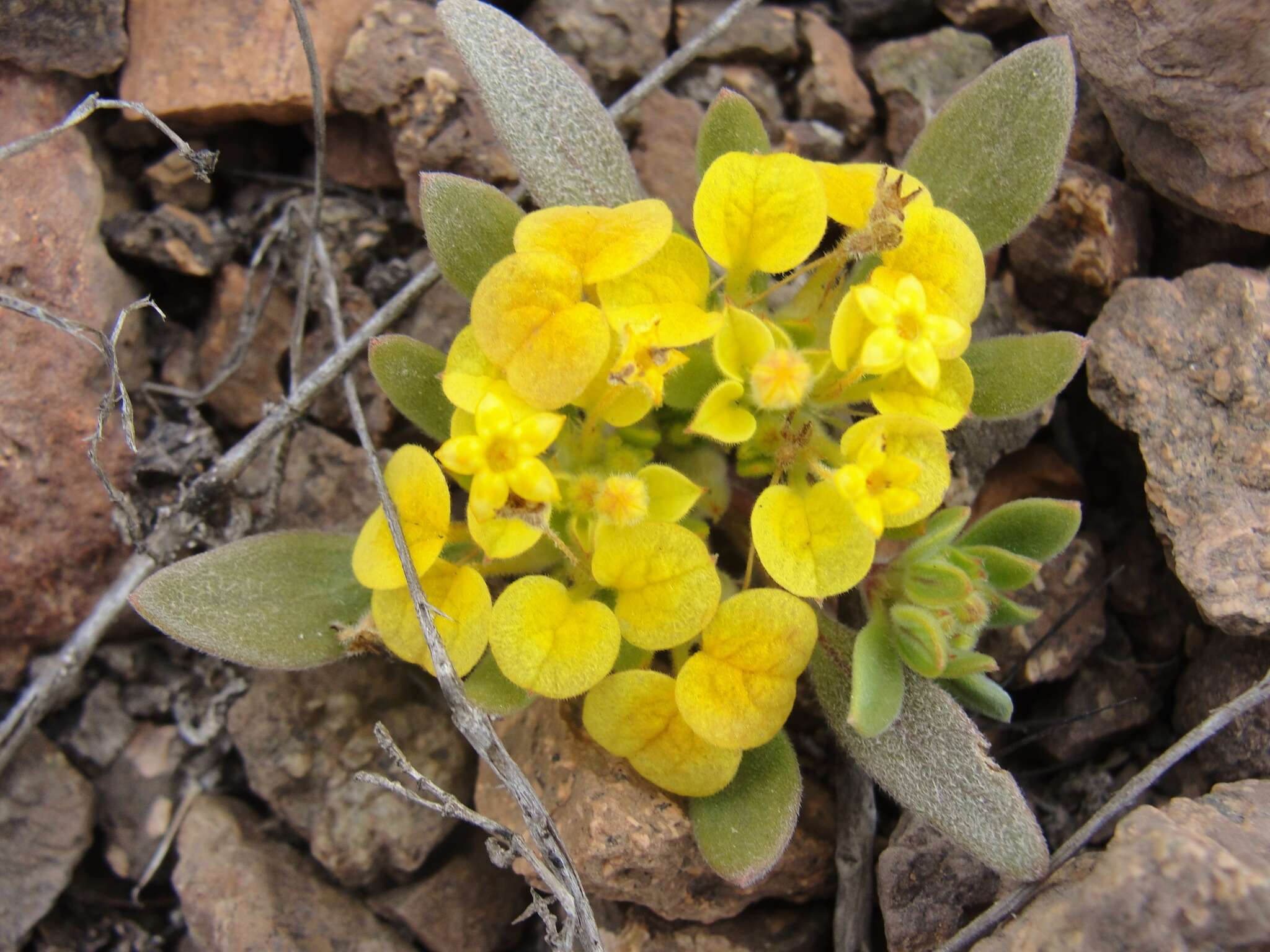 Image of Cruckshanksia pumila Clos