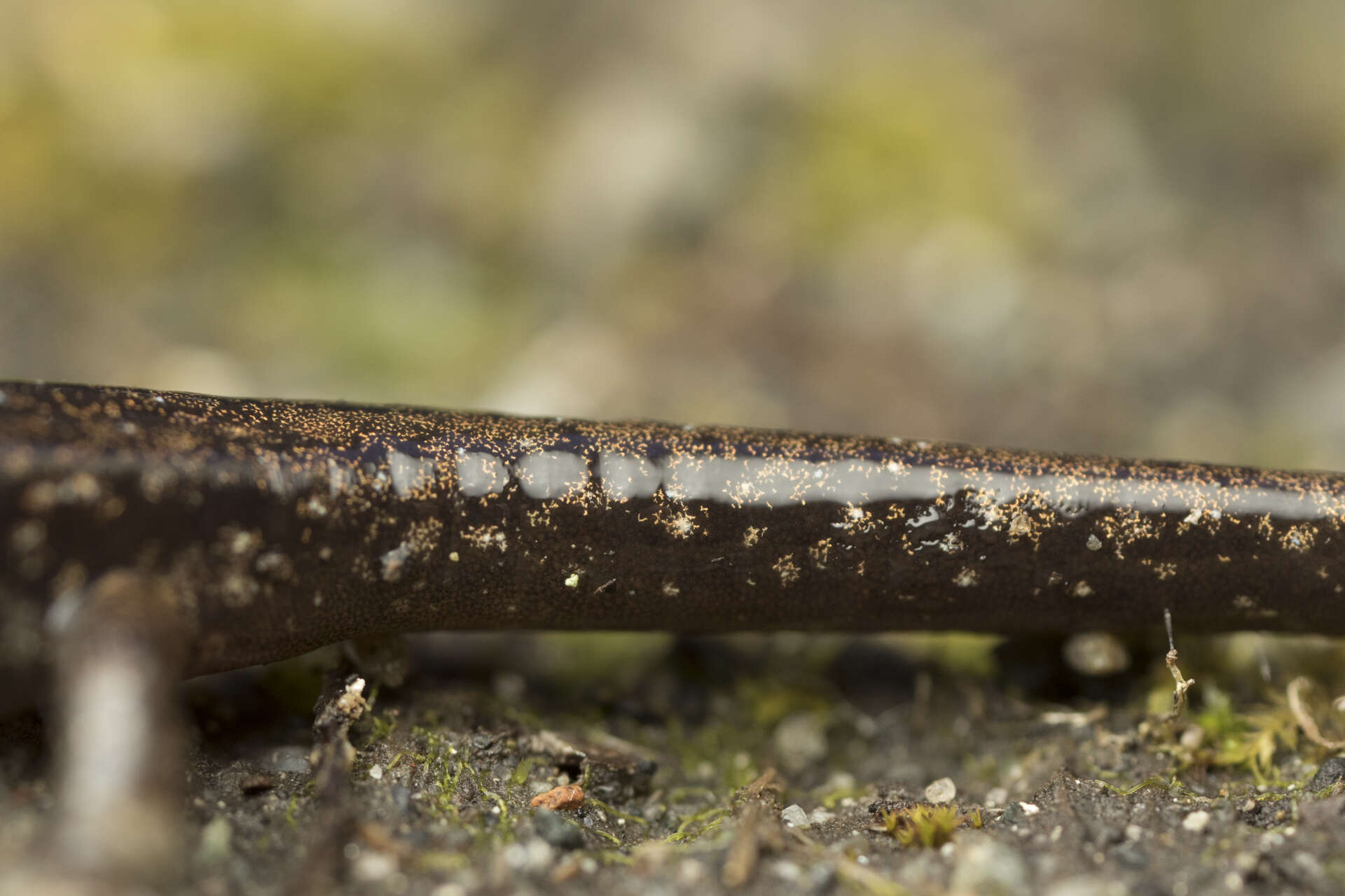 Image of Wandering Salamander