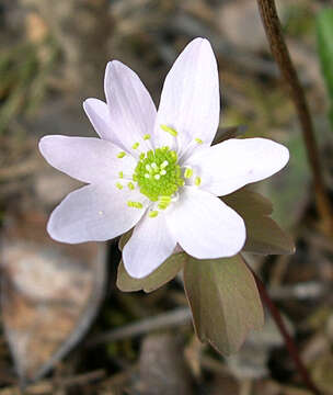 Image of Rue-Anemone