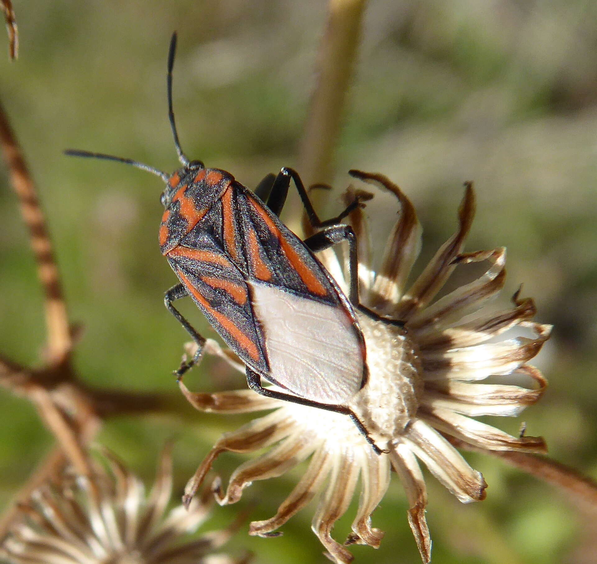 Image de Spilostethus lemniscatus (Stal & C. 1855)