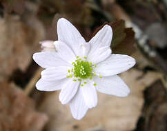 Image of Rue-Anemone