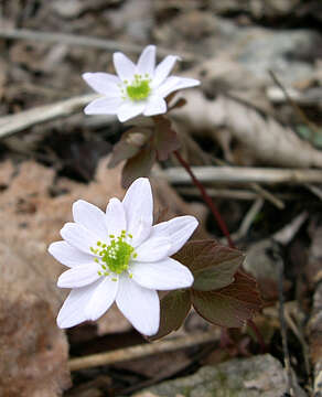 Image of Rue-Anemone