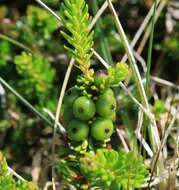 Image of black crowberry