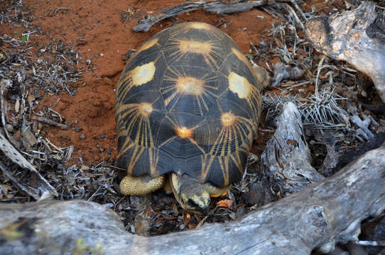 Image of Radiated Tortoise