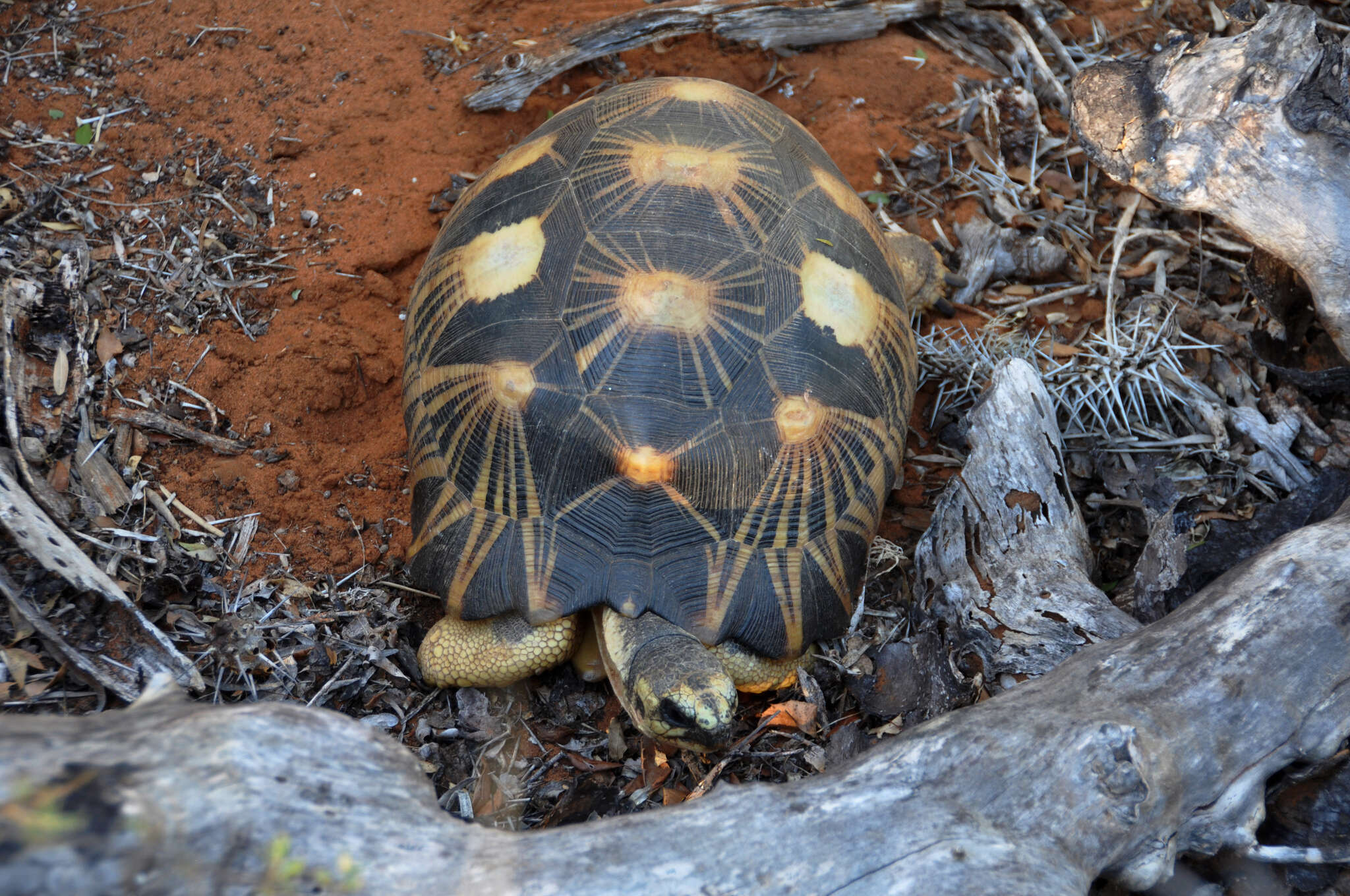 Imagem de Astrochelys radiata (Shaw 1802)