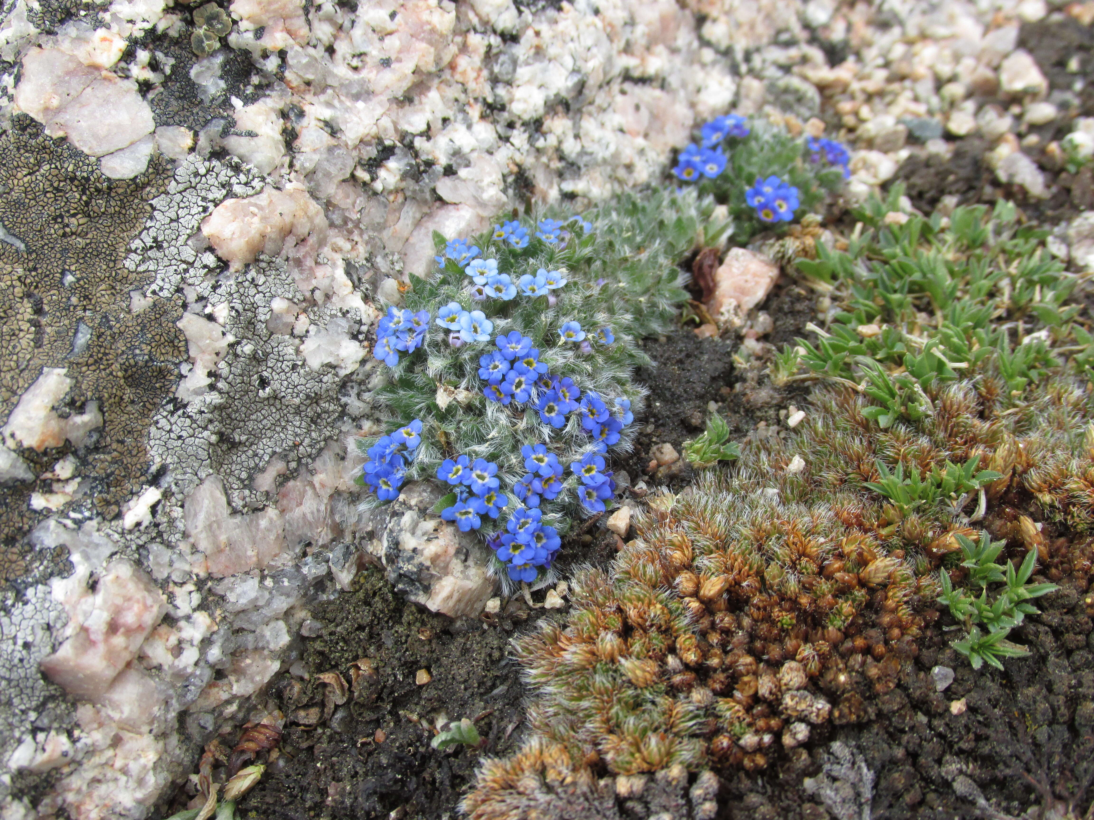 Imagem de Eritrichium nanum (L.) Gaudin