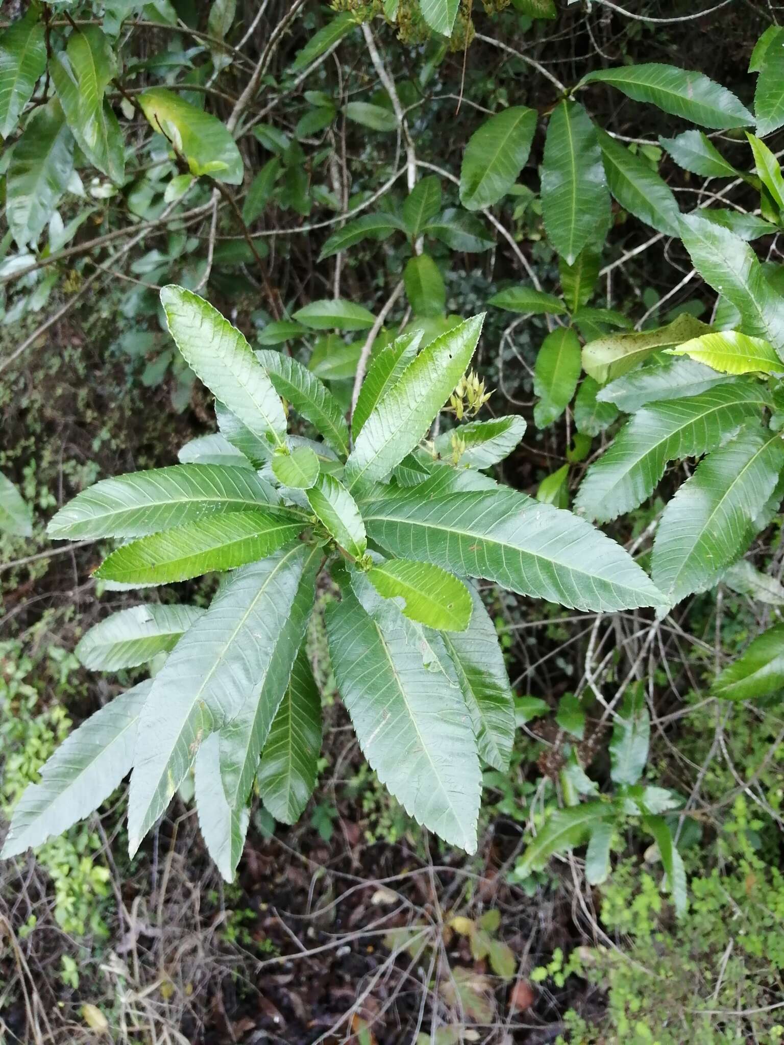 Sivun Caldcluvia paniculata D. Don kuva