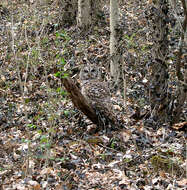 Image of Barred Owl