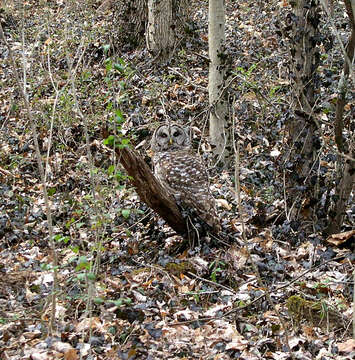 Image of Barred Owl