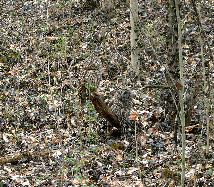 Image of Barred Owl