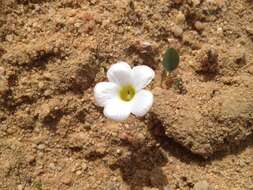 Image of Oxalis monophylla var. minor T. M. Salter