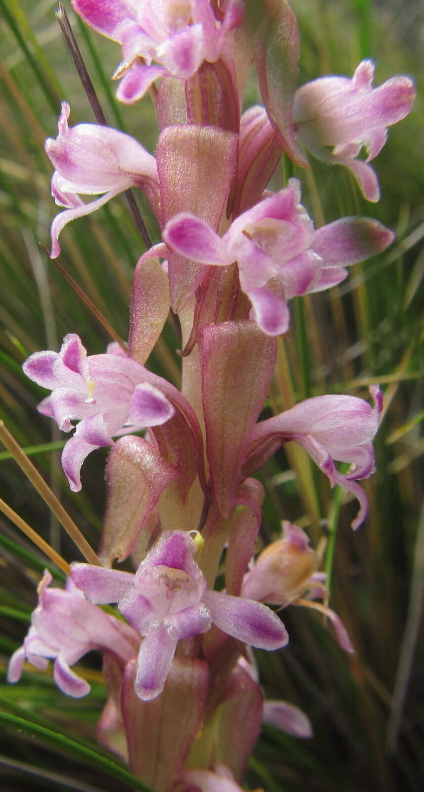 Image of Pink candle orchid