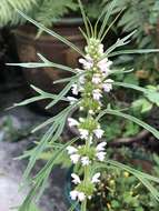 Image of Chinese motherwort