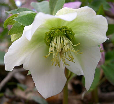 Image of lenten-rose