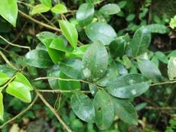 Image of Camellia brevistyla (Hayata) Cohen-Stuart