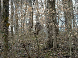 Image of Barred Owl