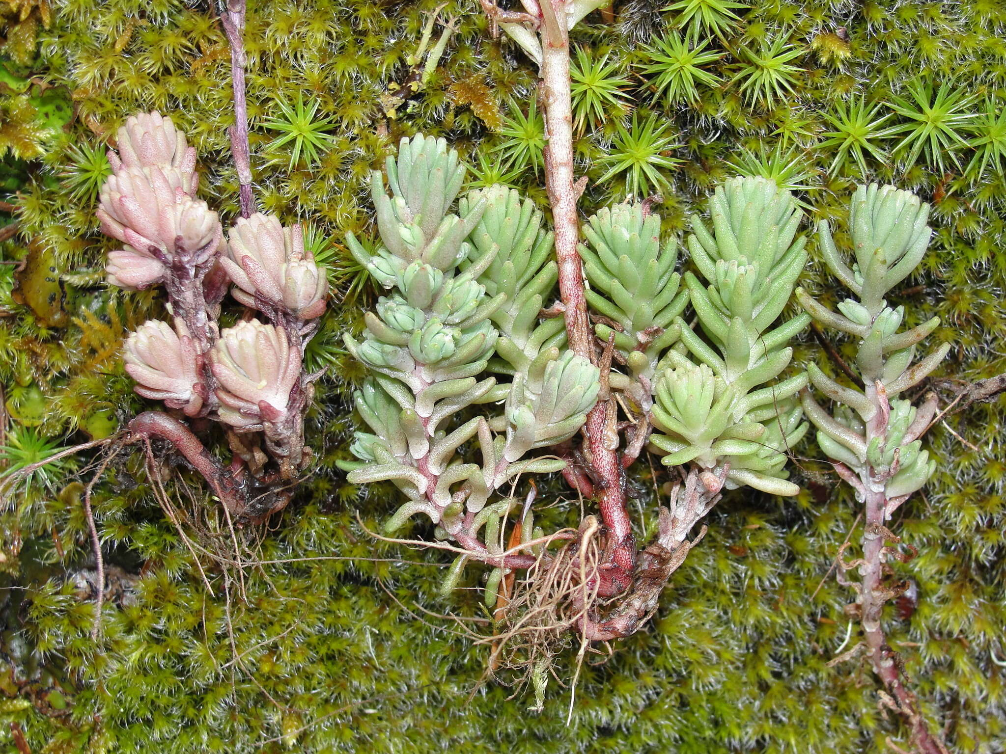 Слика од Sedum radiatum subsp. depauperatum R. T. Clausen